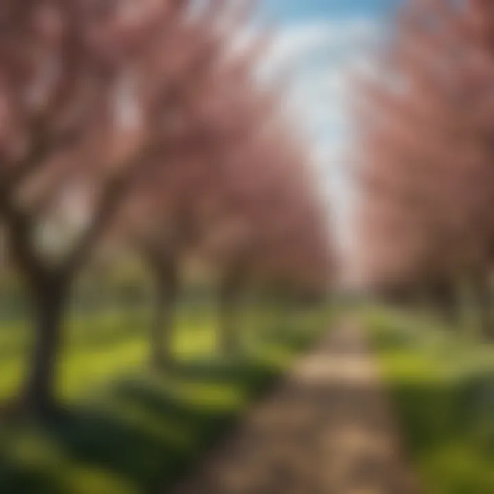 A lush orchard displaying various fruit trees in bloom