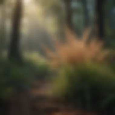 Exotic Grasses in Forest Ecosystems Forest ecosystem enriched by the presence of exotic grasses