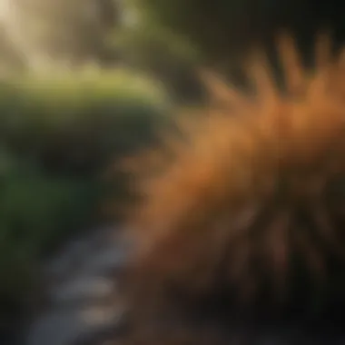 Exotic Grasses in Landscaping Design Landscaping design incorporating exotic grasses for aesthetic appeal