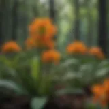 A vibrant patch of orange milkweed in a lush forest environment