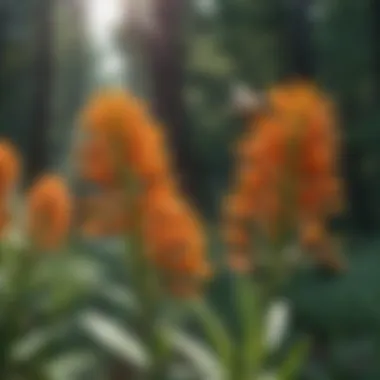 Close-up of orange milkweed flowers attracting various pollinators