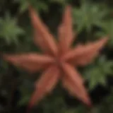 A close-up view of sweetgum leaves showcasing their unique star shape