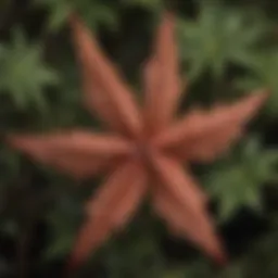 A close-up view of sweetgum leaves showcasing their unique star shape