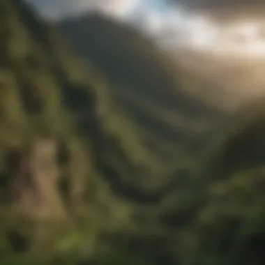 A panoramic view of the El Yunque rainforest from a high vantage point, showcasing its vastness