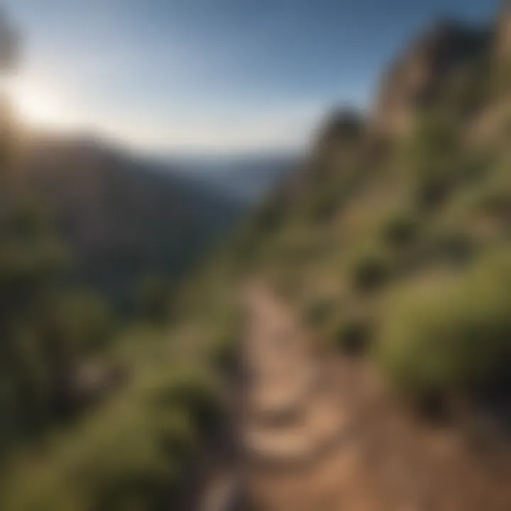 A panoramic view of the Mount Lemmon trails with lush greenery and rocky formations