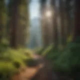 Scenic view of the Mt. Shasta trail surrounded by lush greenery