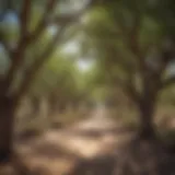 A diverse group of fast-growing desert shade trees showcasing their canopies