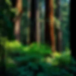 Majestic Redwood trees surrounded by lush undergrowth