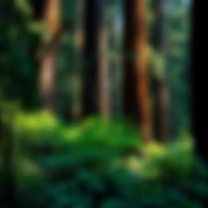Majestic Redwood Trees in Their Natural Habitat Majestic Redwood trees surrounded by lush undergrowth
