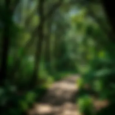 Lush Pathway on the Florida Trail A pathway on the Florida Trail surrounded by lush greenery.
