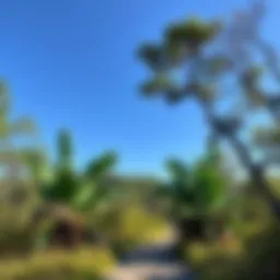 A scenic view of the Florida Trail showcasing diverse flora.