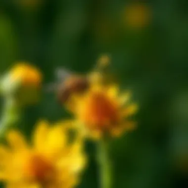 Close-up of a pollinator visiting a wildflower