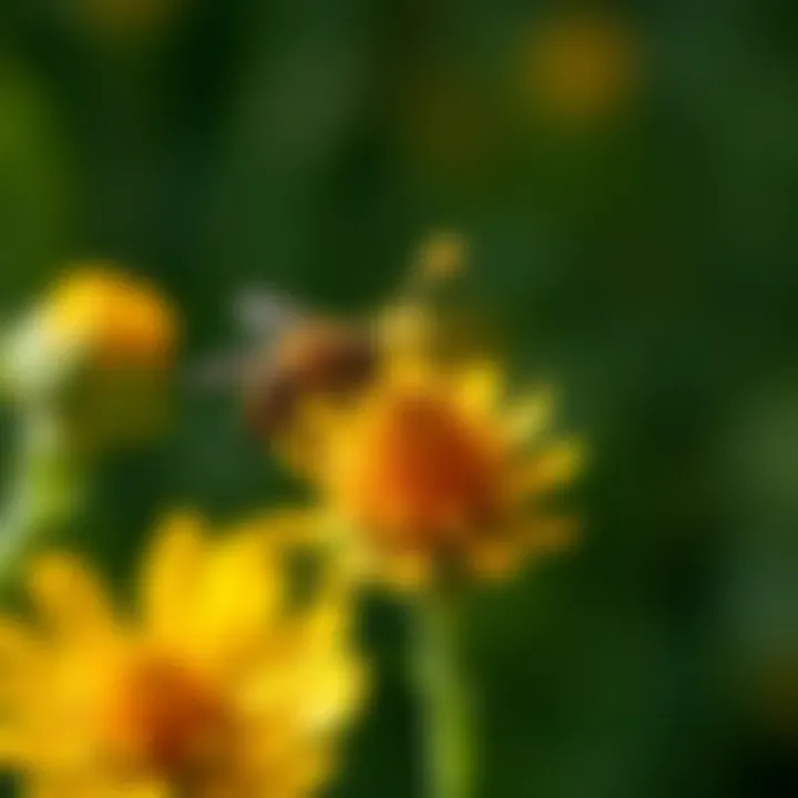 Close-up of a pollinator visiting a wildflower