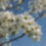 A close-up of a blooming dogwood tree showcasing its delicate white flowers against a blue sky.