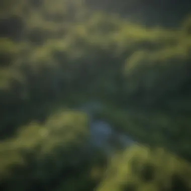 An aerial perspective of a forest area in West Virginia, dotted with various flowering trees, showcasing biodiversity.