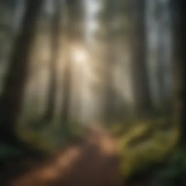 Embracing Sustainability in Nature Sustainable practices in a forest setting