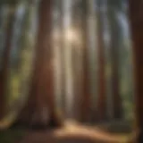 Majestic giant sequoia trees with sunlight filtering through their branches