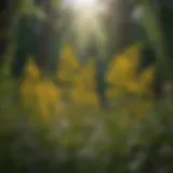 Vibrant goldenrod flowers in a natural setting