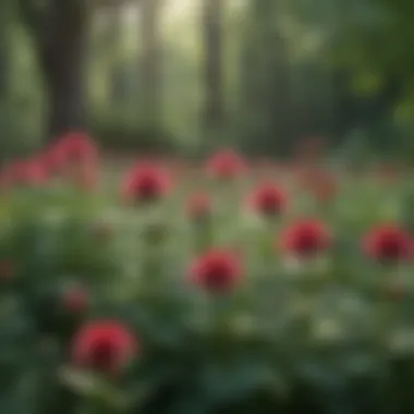 Pest management techniques illustrated in a bee balm garden