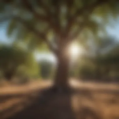 Ecological Impact of Desert Shade Trees on Soil Health Healthy soil under a thriving desert shade tree emphasizing ecological benefits