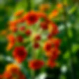 Botanical illustration of Helenium autumnale showcasing its distinctive flower structure