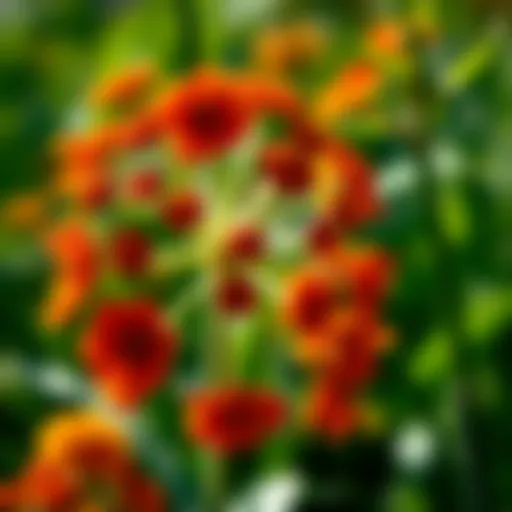 Botanical illustration of Helenium autumnale showcasing its distinctive flower structure