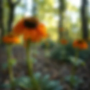 Cultivation Tips for Helenium autumnale Cultivation techniques for Helenium autumnale displayed in a garden setting