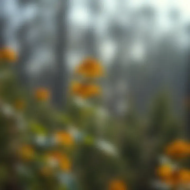 Traditional medicinal uses of Helenium autumnale represented through natural remedies