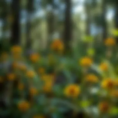 Sneezeweed thriving in its natural habitat, highlighting its ecological importance