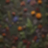 A close-up of various dried herbs and flowers used for supplementation