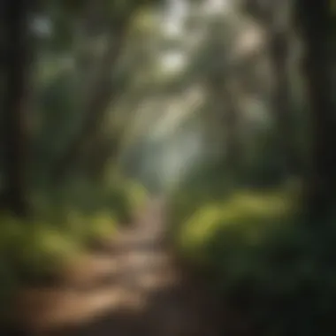 Lush green trail surrounded by diverse flora