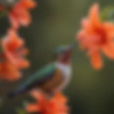 A close-up of a hummingbird sipping nectar from a flower