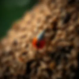 Identifying and Locating Ticks: A Comprehensive Exploration Introduction