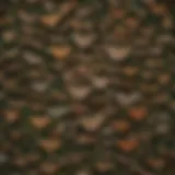 A diverse array of moth species in a forest setting showcasing their natural habitats.