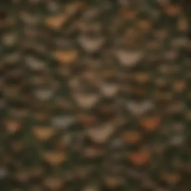 A diverse array of moth species in a forest setting showcasing their natural habitats.