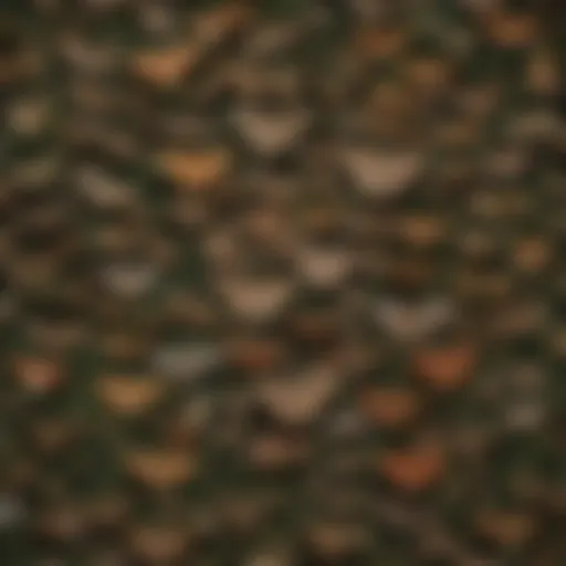 A diverse array of moth species in a forest setting showcasing their natural habitats.