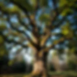 Identifying Your Oak Tree: A Comprehensive Guide Introduction