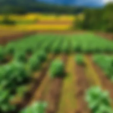 Diverse Crops Flourishing with Liquid Fertilization A diverse agricultural landscape representing various crops benefiting from liquid fertilization.