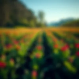 A vibrant field showcasing healthy crops nurtured by liquid fertilizers.