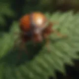 Close-up of a tick on a leaf