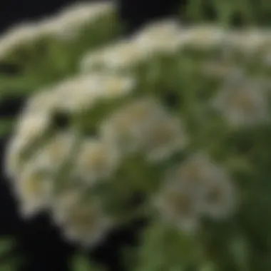 Close-up of yarrow flowers