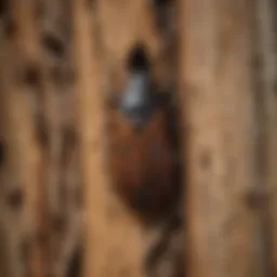 Close-up of wood with insect damage