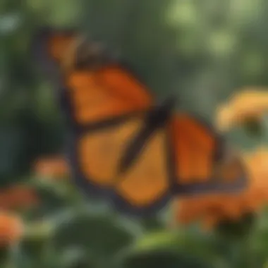 Nature's Artwork: Monarch Butterfly A close-up of a monarch butterfly resting on a flower