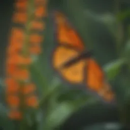 Vibrant monarch butterfly perched on a milkweed plant