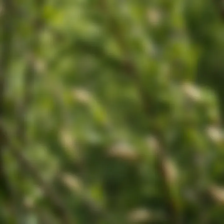 Native Willow Species in Natural Habitat Native willow species thriving in their natural habitat