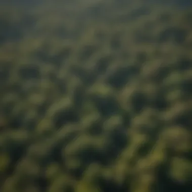 An aerial view of oak-rich forests, highlighting their vastness and ecological importance.