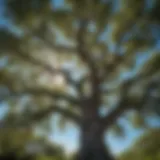 A majestic oak tree in full foliage, standing tall against a clear blue sky.