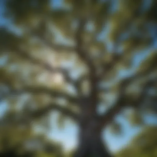 A majestic oak tree in full foliage, standing tall against a clear blue sky.