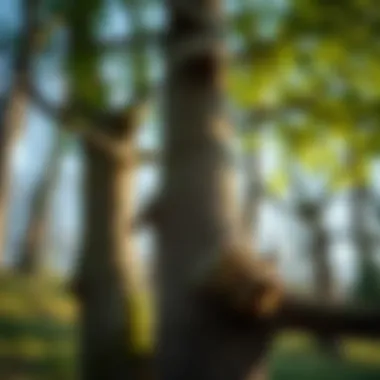 Species-Specific Cutting Techniques Diverse tree species showing different cutting techniques