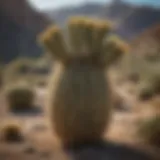 A beautiful desert landscape showcasing Nevada's native cacti.